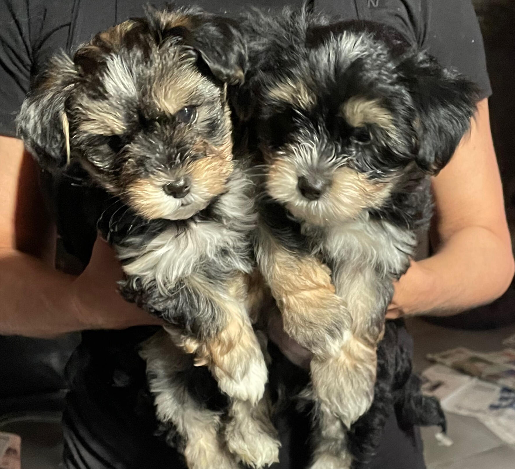 2 af Livas hvalpe: Anna Madsen og Albert