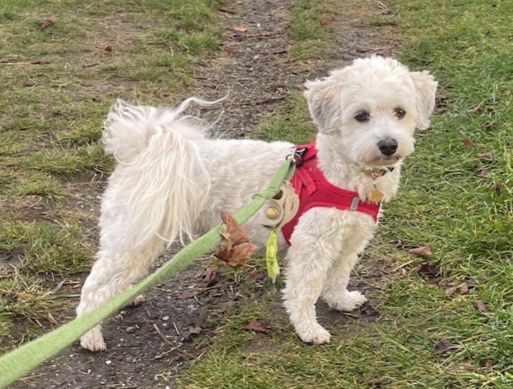 Fifi, Bijon Havanese pige