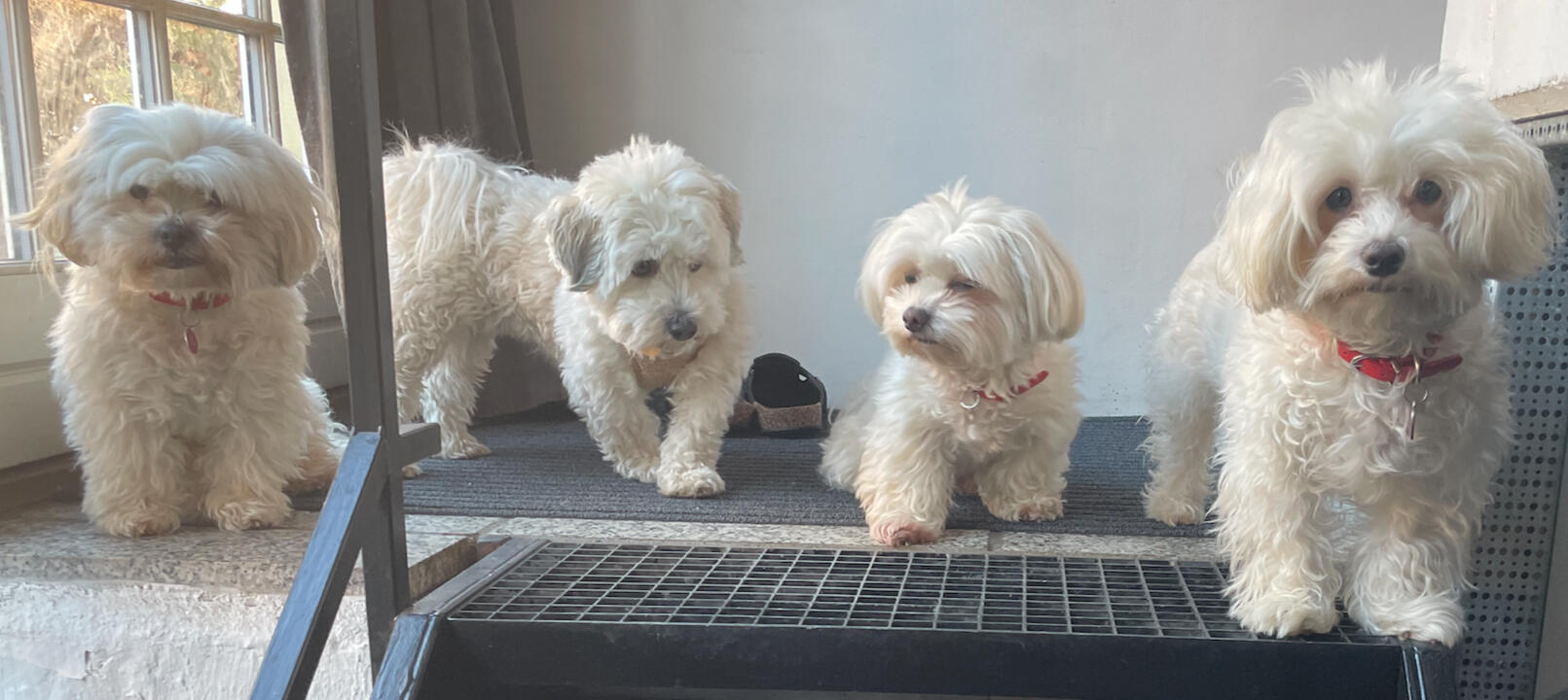 Fifi, Bijon Havanese pige