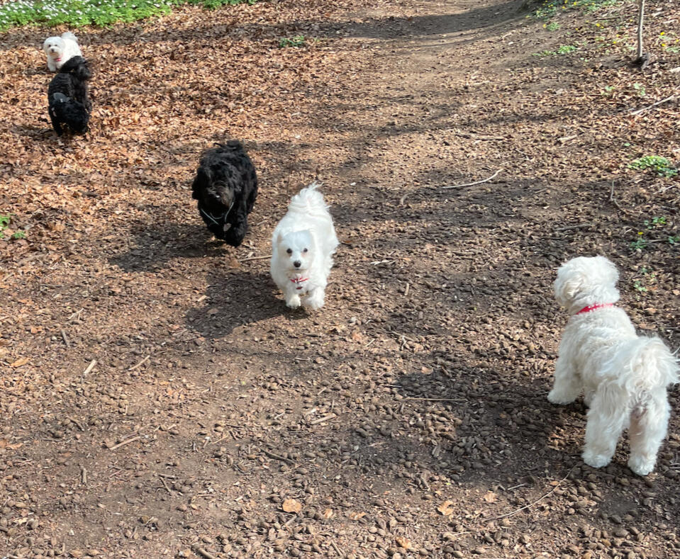 Fifi, Bijon Havanese pige