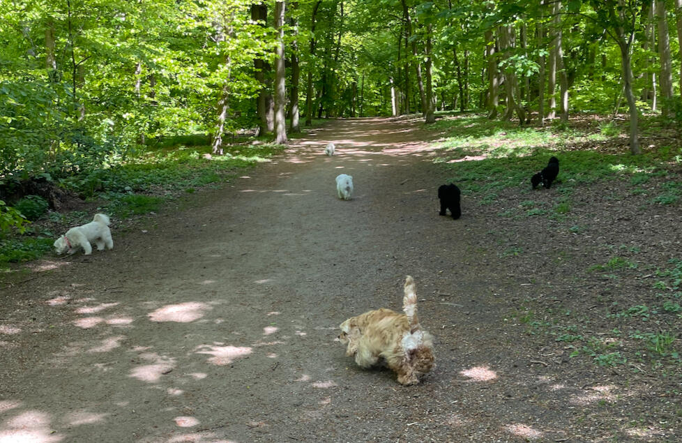 Fifi, Bijon Havanese pige